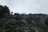 15. malo uspona